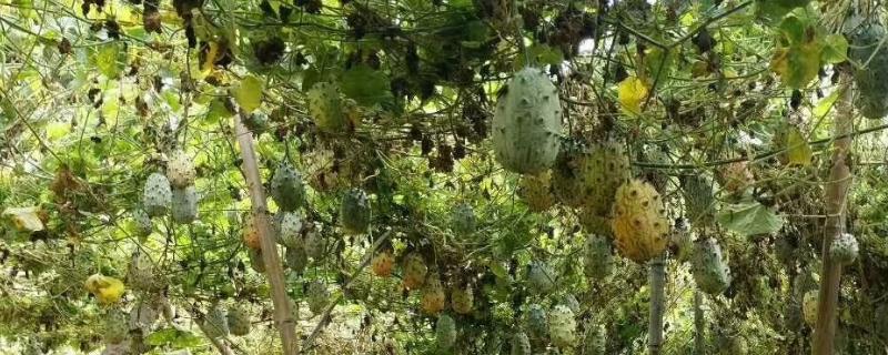 火参果的栽培技术，选择沙性土壤栽培为佳