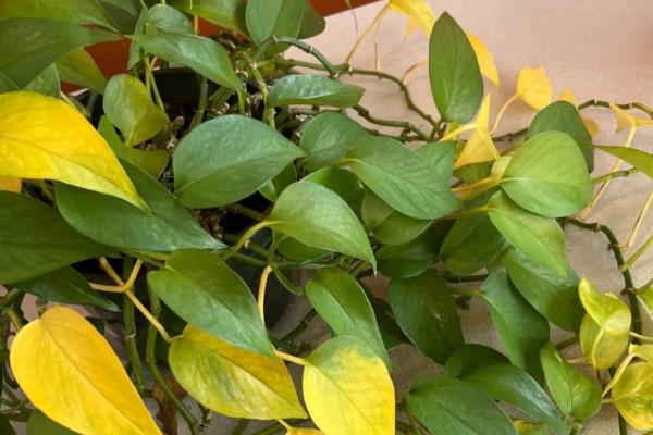 绿萝为什么出现黄叶,一般是温度过低、浇水不当等因素所致