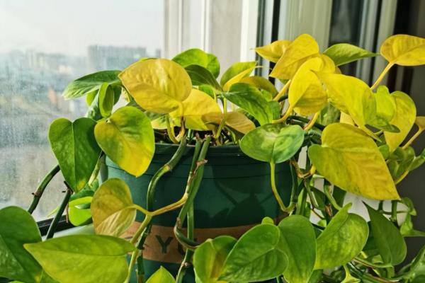 绿萝为什么出现黄叶,一般是温度过低、浇水不当等因素所致