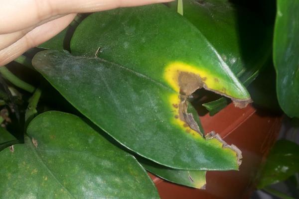 绿萝为什么出现黄叶,一般是温度过低、浇水不当等因素所致