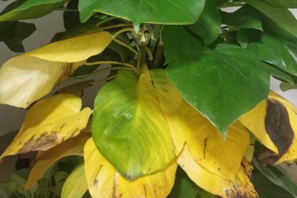 绿萝为什么出现黄叶,一般是温度过低、浇水不当等因素所致