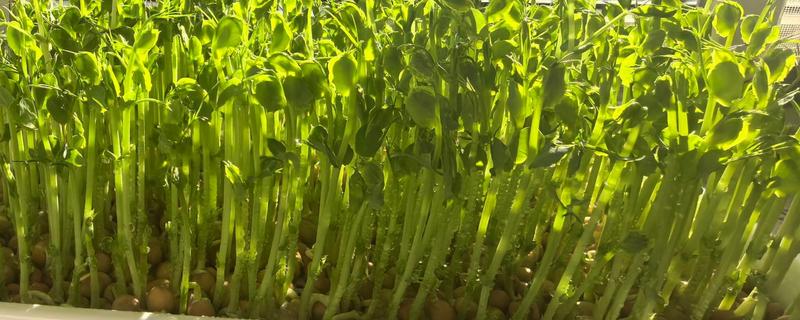 芽菜怎么种植，种子发芽前不能被阳光照射