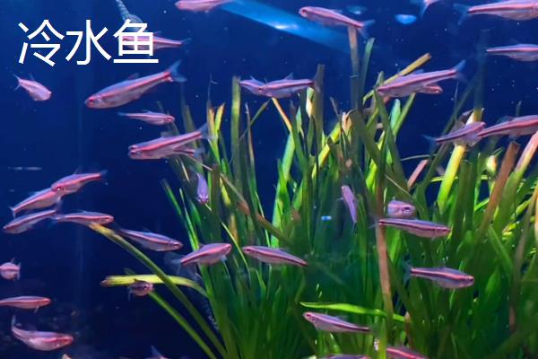 什么是冷水鱼，水温高于20℃就不可活的鱼类