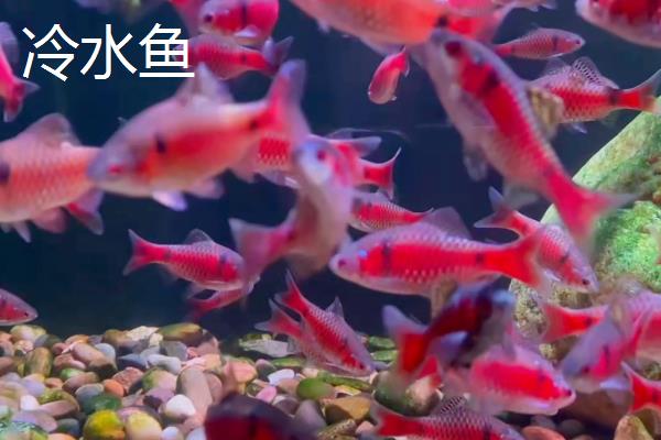 什么是冷水鱼，水温高于20℃就不可活的鱼类