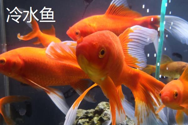 什么是冷水鱼，水温高于20℃就不可活的鱼类