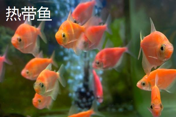 什么是冷水鱼，水温高于20℃就不可活的鱼类