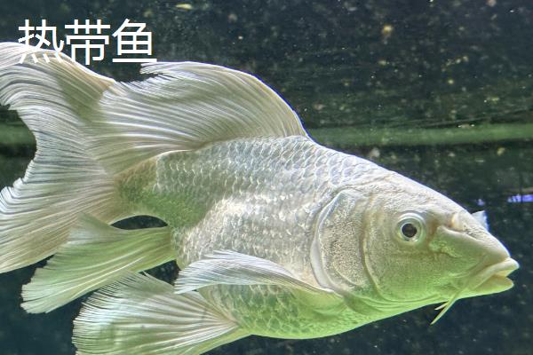 什么是冷水鱼，水温高于20℃就不可活的鱼类