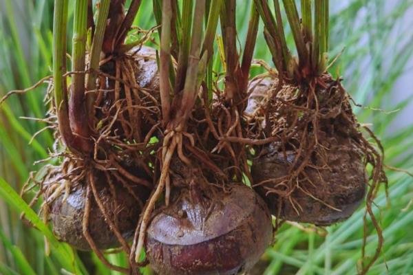 马蹄如何种植，生长盛期追施2-3次氮磷钾复合肥
