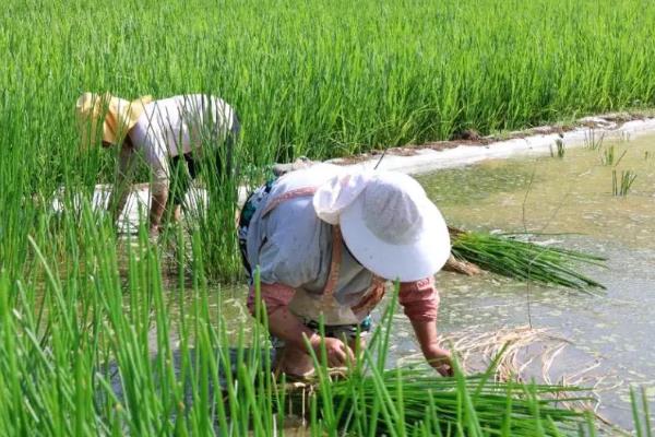 马蹄如何种植，生长盛期追施2-3次氮磷钾复合肥