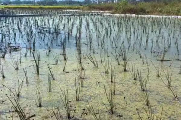 马蹄如何种植，生长盛期追施2-3次氮磷钾复合肥