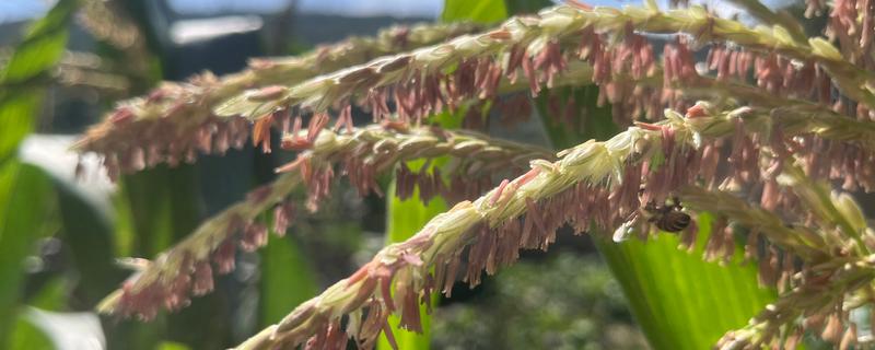 玉米授粉的特点，防止正午高温时授粉