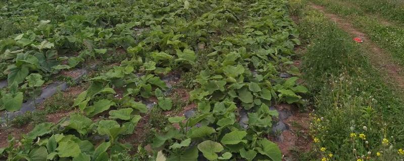 木香的种植技术，在春末4-5月份进行
