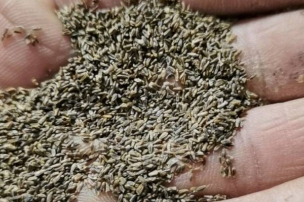 瓜叶菊花期过后怎么处理，需进行剪枝处理