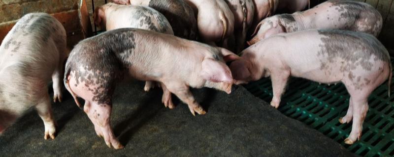 外三元猪是什么，其三个亲本都是外来瘦肉型品种的杂交猪