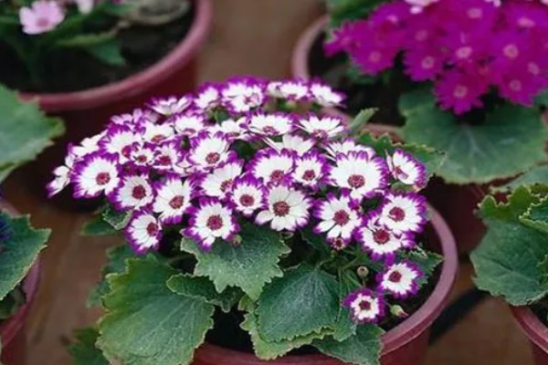 瓜叶菊花期过后怎么处理，需进行剪枝处理