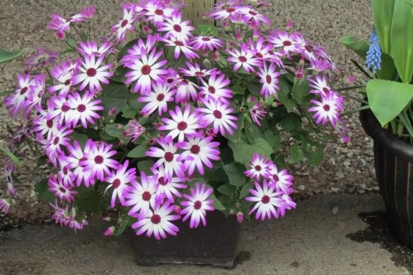 瓜叶菊花期过后怎么处理，需进行剪枝处理