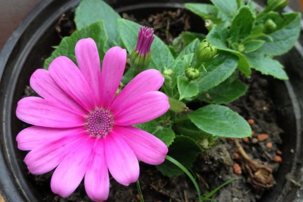 瓜叶菊花期过后怎么处理，需进行剪枝处理