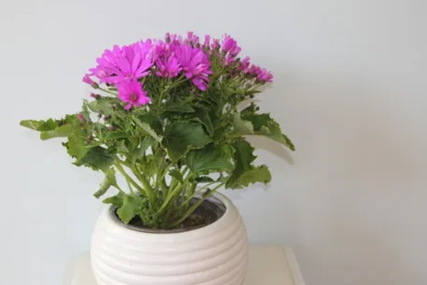 瓜叶菊花期过后怎么处理，需进行剪枝处理