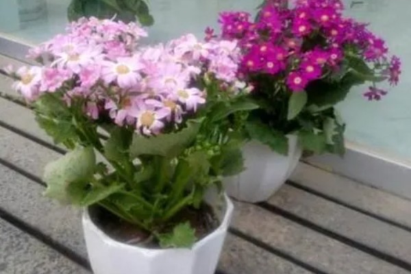 瓜叶菊花期过后怎么处理，需进行剪枝处理