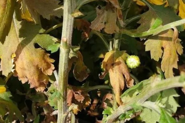 菊花病毒病如何防治，需选育无病繁殖材料