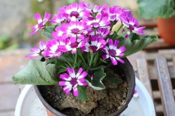 瓜叶菊花期过后怎么处理，需进行剪枝处理