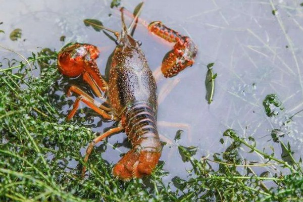 养龙虾喂什么食物，蚯蚓、鲜杂鱼、玉米均可饲喂