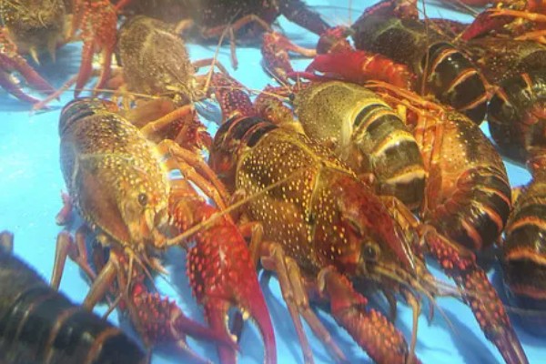 养龙虾喂什么食物，蚯蚓、鲜杂鱼、玉米均可饲喂