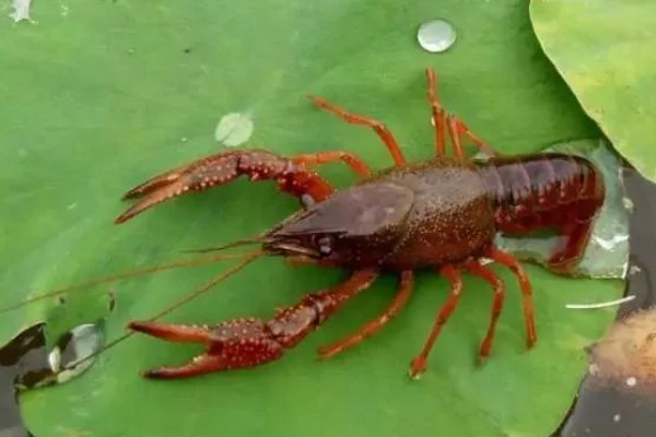 养龙虾喂什么食物，蚯蚓、鲜杂鱼、玉米均可饲喂