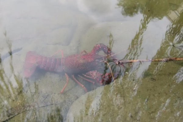 养龙虾喂什么食物，蚯蚓、鲜杂鱼、玉米均可饲喂