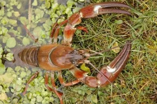 养龙虾喂什么食物，蚯蚓、鲜杂鱼、玉米均可饲喂