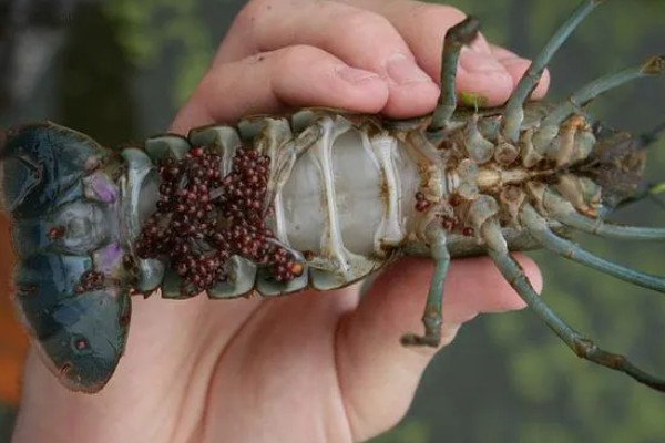 养龙虾喂什么食物，蚯蚓、鲜杂鱼、玉米均可饲喂