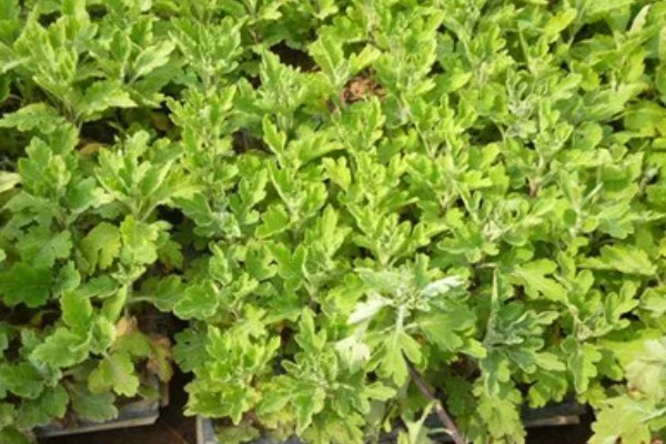 菊花病毒病如何防治，需选育无病繁殖材料