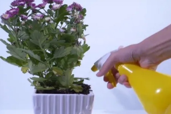 菊花病毒病如何防治，需选育无病繁殖材料