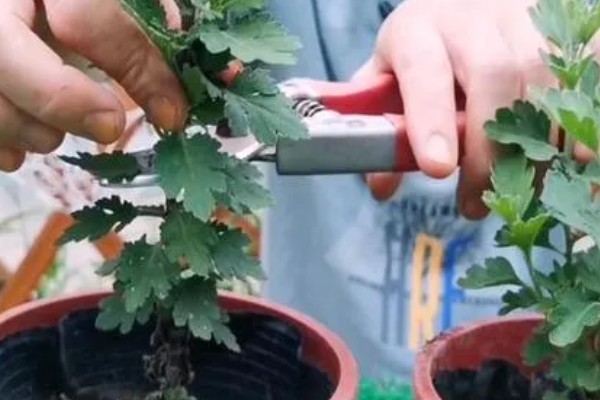 菊花病毒病如何防治，需选育无病繁殖材料