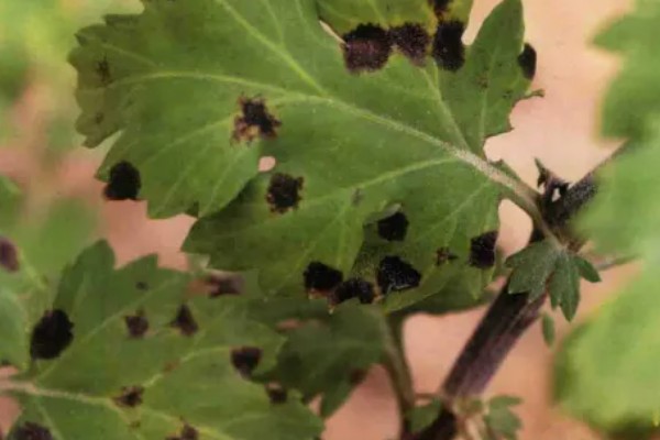 菊花病毒病如何防治，需选育无病繁殖材料