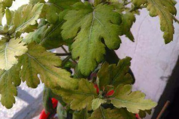 菊花病毒病如何防治，需选育无病繁殖材料