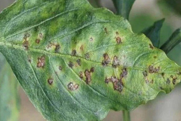 菊花病毒病如何防治，需选育无病繁殖材料