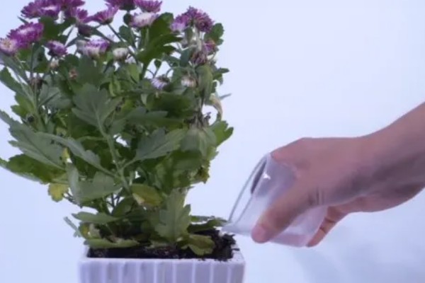 菊花病毒病如何防治，需选育无病繁殖材料