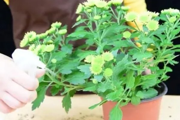 菊花病毒病如何防治，需选育无病繁殖材料