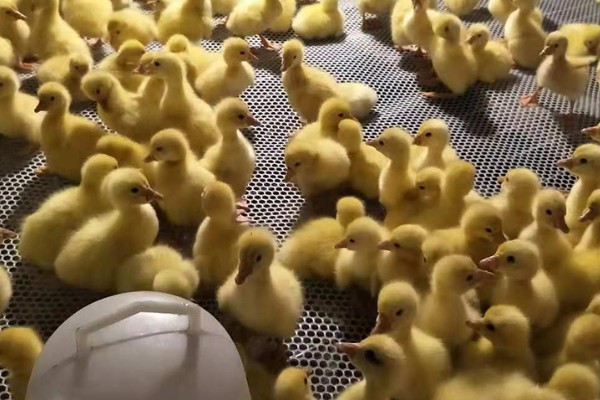 鹅的养殖方法，要注意给鹅群建造小房间