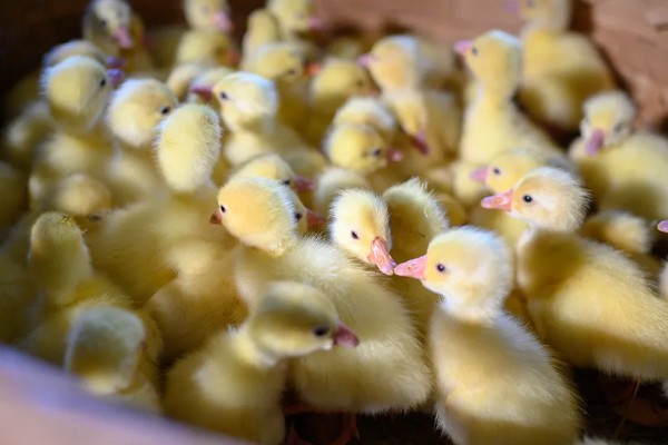 鹅的养殖方法，要注意给鹅群建造小房间