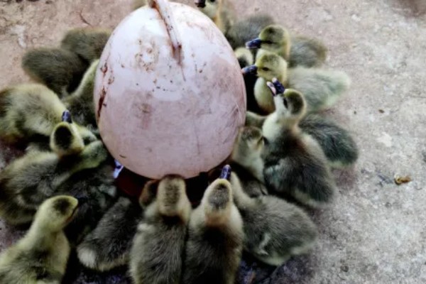 鹅的养殖方法，要注意给鹅群建造小房间