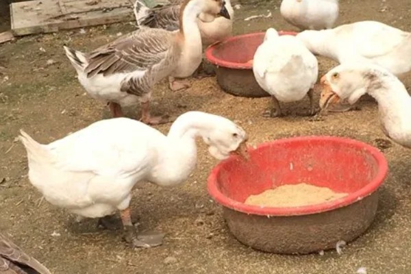 鹅的养殖方法，要注意给鹅群建造小房间