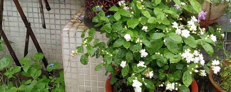茉莉盆栽的养殖方法，6-9月份施肥主要以磷肥为主