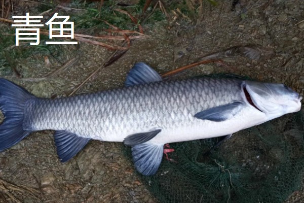 青鱼和脆皖的区别,科属、产地、肉质等方面不同