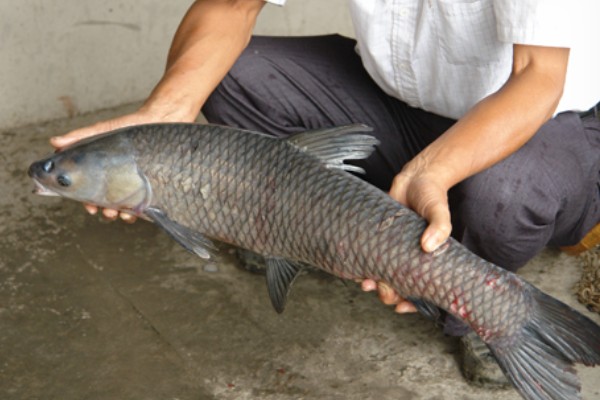 青鱼和脆皖的区别,科属、产地、肉质等方面不同