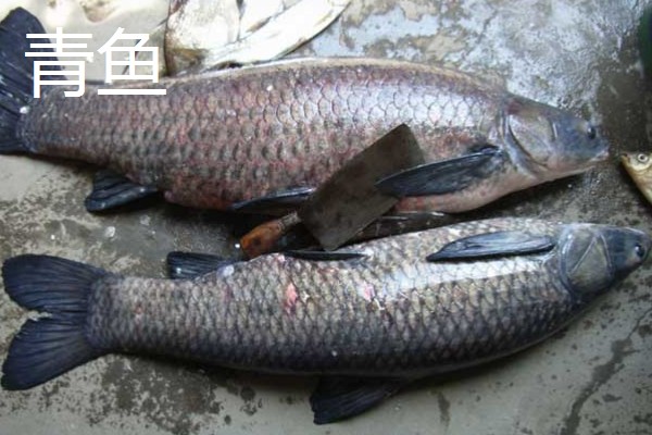 青鱼和脆皖的区别,科属、产地、肉质等方面不同