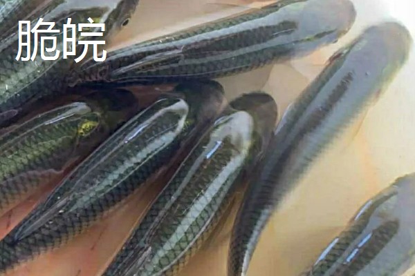 青鱼和脆皖的区别,科属、产地、肉质等方面不同