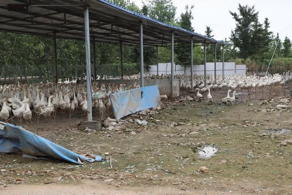 鹅的养殖方法，要注意给鹅群建造小房间