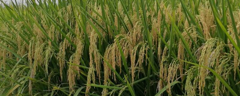 深两优534的产量怎样，平均产量为646.16kg一亩